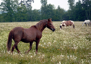 horse farm